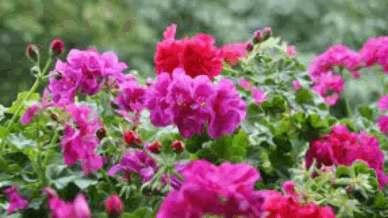 GÉRANIUM LUJURANT: CÓMO CREAR PLANTAS INFINITAS CON LA TÉCNICA INFALIBLE DE LA HOJA