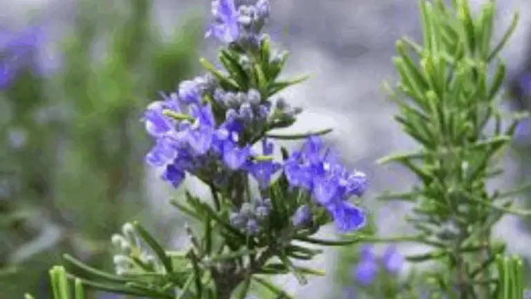 CÓMO JUGAR A ROMERO: GUÍA COMPLETA PARA DOMINAR ESTE JUEGO