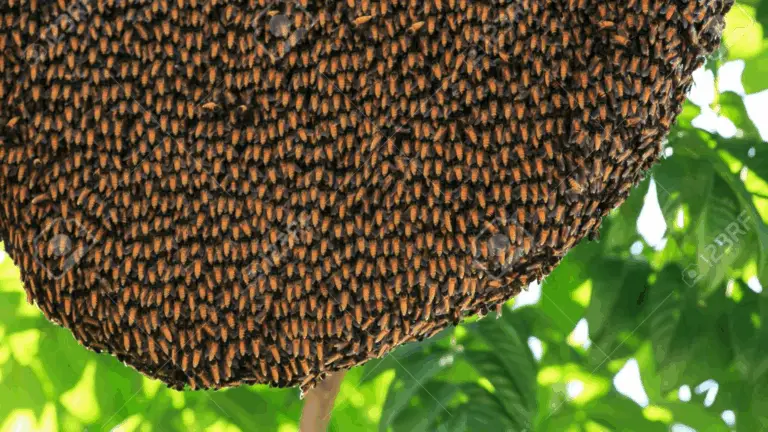 TU SABÍAS QUÉ… LAS ABEJAS VIEJAS NO VUELVEN A LA COLMENZA POR LA NOCHE