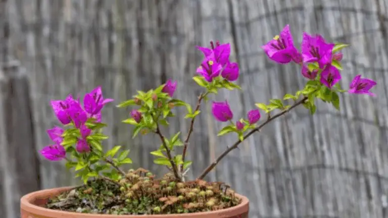 ¡Mira la increíble transformación de mi bugambilia en solo 2 meses!