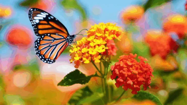 ¡Estas flores son verdaderos imanes para mariposas!