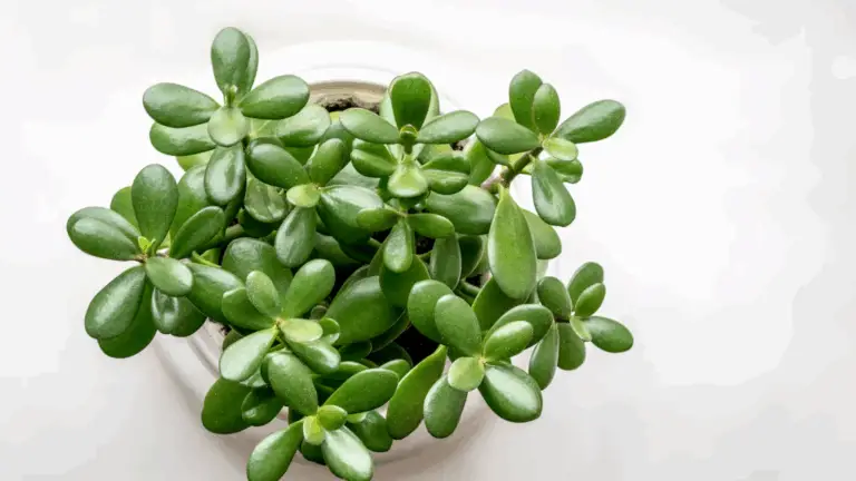 ¡Por qué la planta de jade debería estar en todos los hogares!