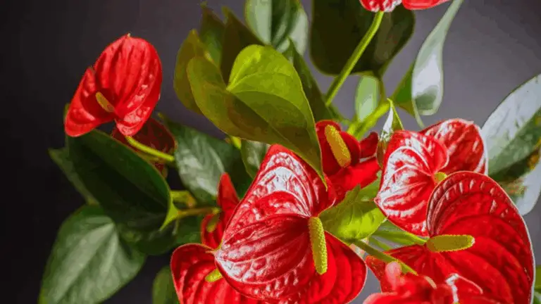 ¿Anthurium súper florido? ¡Entonces comienza a cultivarlo en agua! Si quieres un espectáculo exuberante durante años, sigue estos consejos