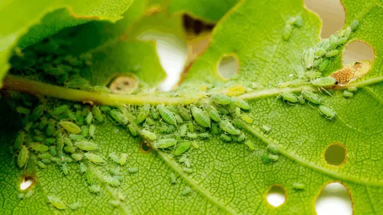 Visitantes no Deseadas del Huerto: Los Plagas Más Comunes y Cómo Identificarlas