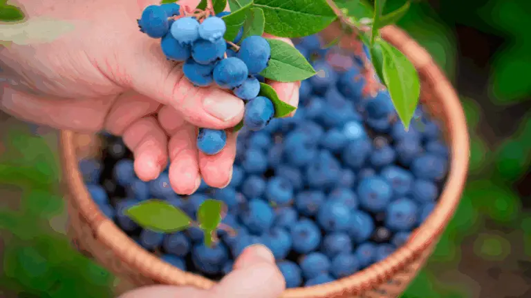 ¿Cómo plantar arándanos en casa para tener infinidad de ellos y no comprar más?