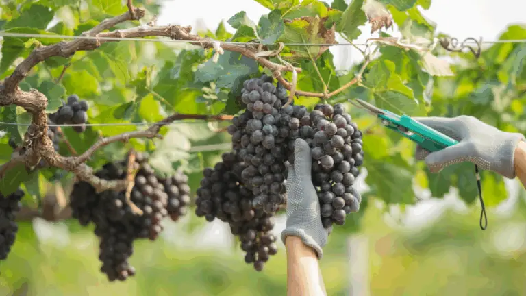Cuidados Esenciales para tus Viñas: La Guía del Experto