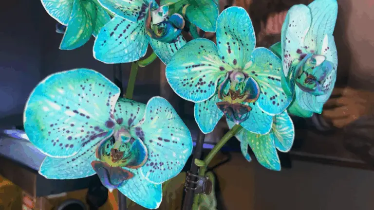 ORQUÍDEA, NUNCA LA COLOQUES AQUÍ: MORIRÁ EN UNOS DÍAS | MUÉVELO AHORA