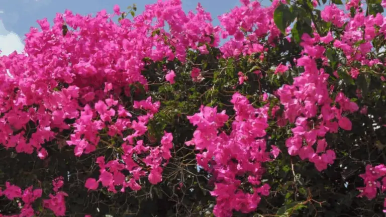  Cuidados esenciales para que tu Bougainvillea tenga una segunda floración espectacular