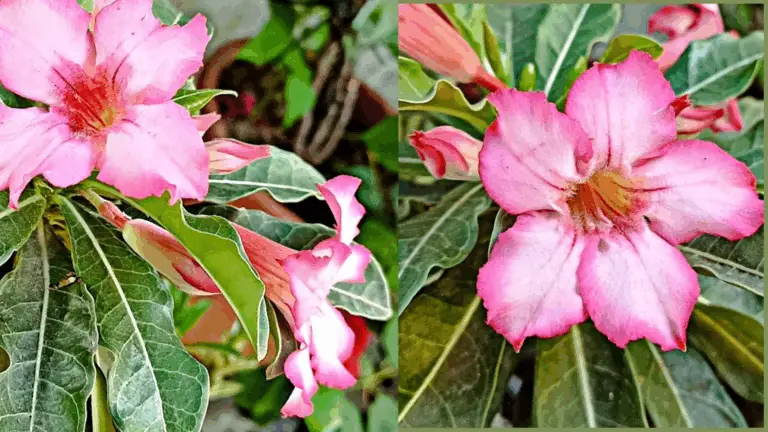 A IRRIGACIÓN INTELIGENTE QUE EVITA LA PUDRICIÓN Y MEJORA LA FLOREZACIÓN DE LOS ADENIUM