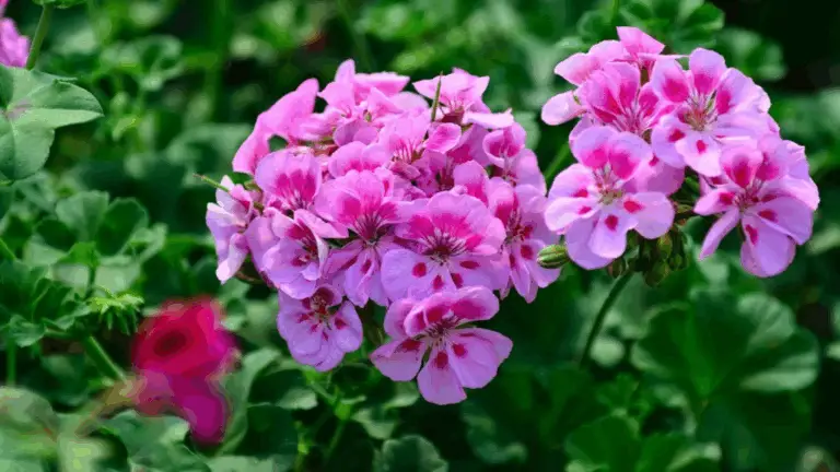 CÓMO TENER SIEMPRE UN GERANIO CON FLORES