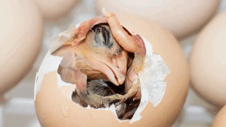 DESCUBRE CÓMO LA GENÉTICA, LA EDAD Y LA ALIMENTACIÓN DE LOS POLLOS INFLUYEN EN EL HUEVO QUE CONSUMES