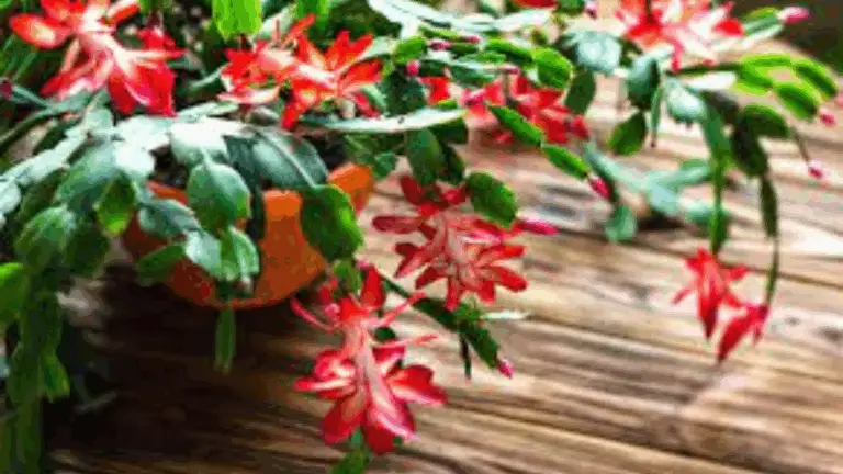 CONSEJOS PARA CULTIVAR, PROPAGAR Y MANTENER LA FLORACIÓN DE UN CACTUS NAVIDEÑO DURANTE TODO EL AÑO