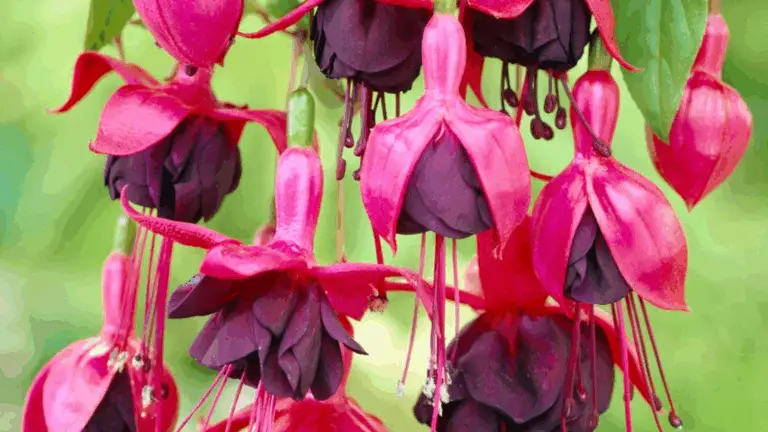 CAMPANILLA COLGANTE: LA PLANTA TREPADORA QUE ILUMINA TUS ESPACIOS CON SUS FLORES VIBRANTES