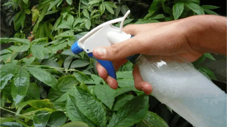 ALCOHOL ALICANTE: CÓMO HACER UN INSECTICIDA CASERO CONTRA LOS PULGONES, COCHINILLAS Y OTROS INSECTOS