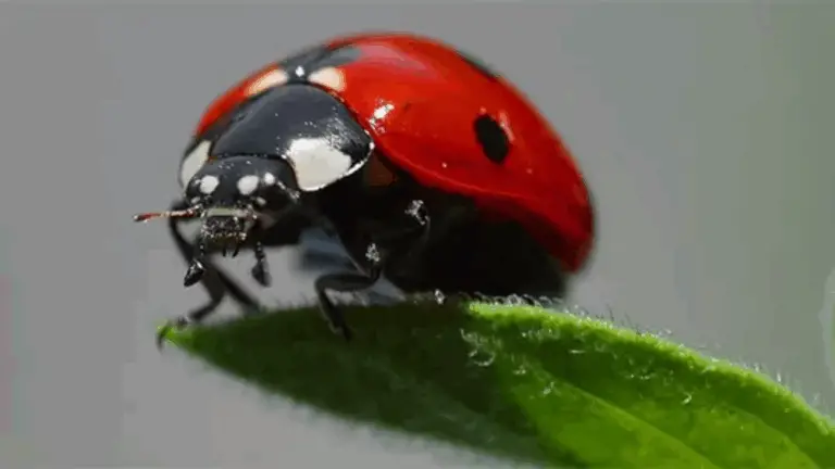 CÓMO ATRAER LAS CUCARACHAS Y PROTEGER TU JARDÍN DE MANERA NATURAL