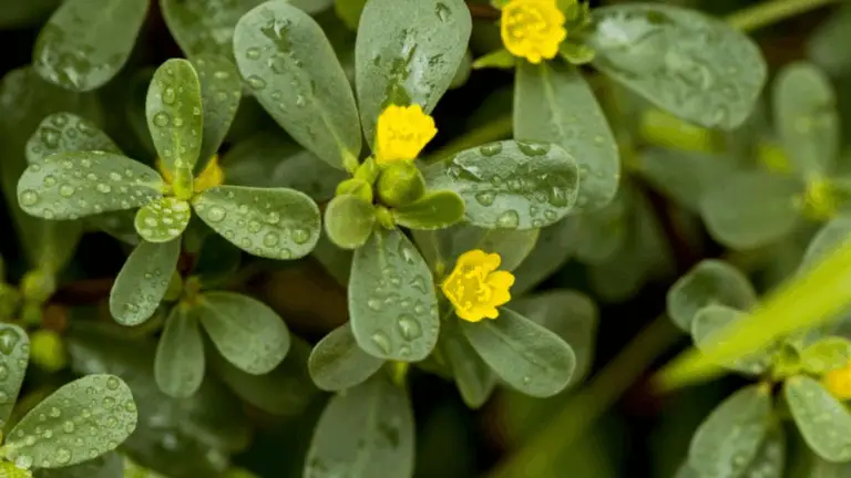 CÓMO PROPAGAR FÁCILMENTE EL PLANT PORTULACA CON PEQUEÑAS HOJAS