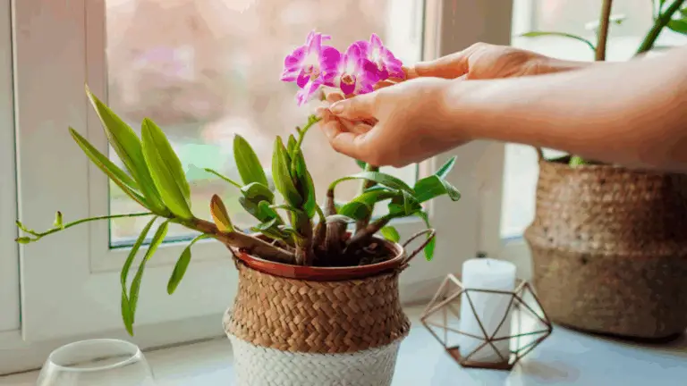 ¡TULIPANES COLORIDOS Y EXUBERANTES CON ESTE FERTILIZANTE DIY!