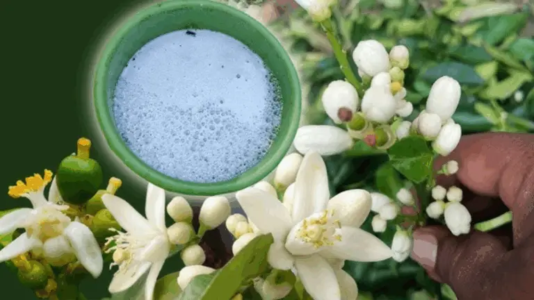 CITRÓNERO EN FLOR TODO EL AÑO CON ESTE ELIXIR CASERO