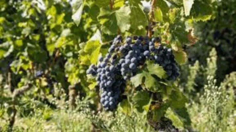 ¿SABÍAS QUE HACE 8,000 AÑOS EN MESOPOTAMIA YA CULTIVABAN UVA PARA HACER VINO Y QUE LOS ROMANOS PERFECCIONARON EL PROCESO?