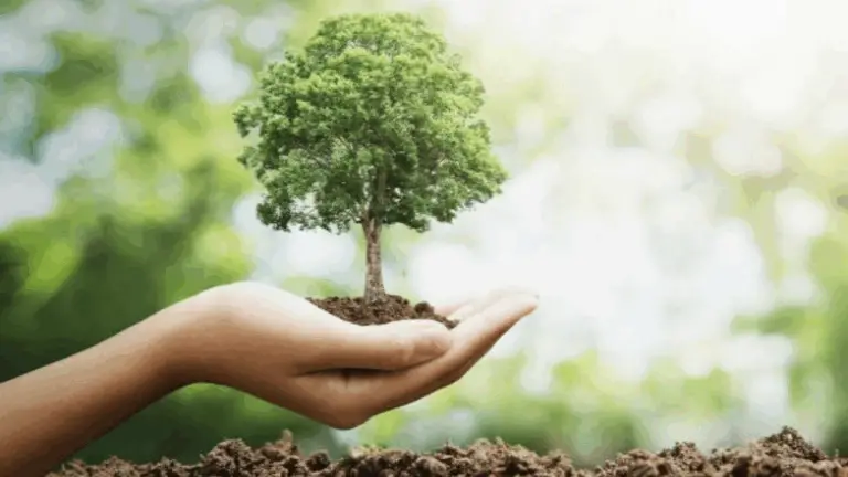 LA PLANTACIÓN DE ÁRBOLES: UNA ACCIÓN NOBLE PARA EL MEDIO AMBIENTE Y LA BELLEZA DE TU ESPACIO