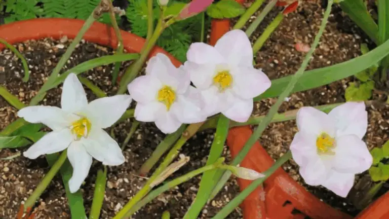 LIRIO DE LLUVIA: DESCUBRE LA BELLEZA Y CUIDADOS DE UNA PLANTA FASCINANTE