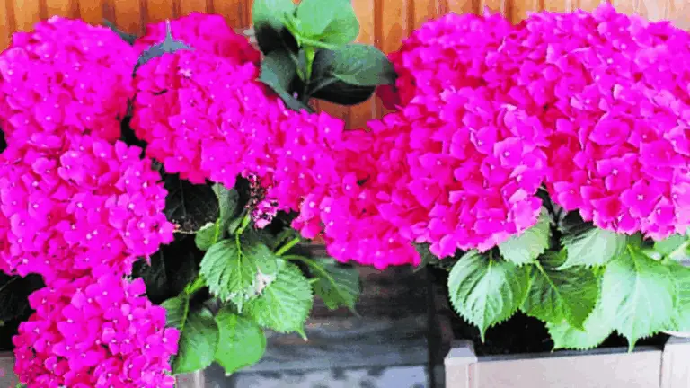 Aprende a Cultivar Hortensias desde Podos: Guía Paso a Paso para Principiantes