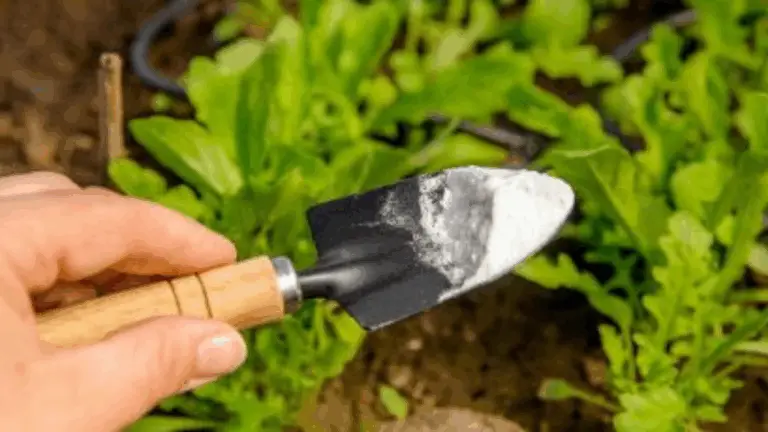 Cómo potenciar el crecimiento de tus plantas con un toque natural ✨