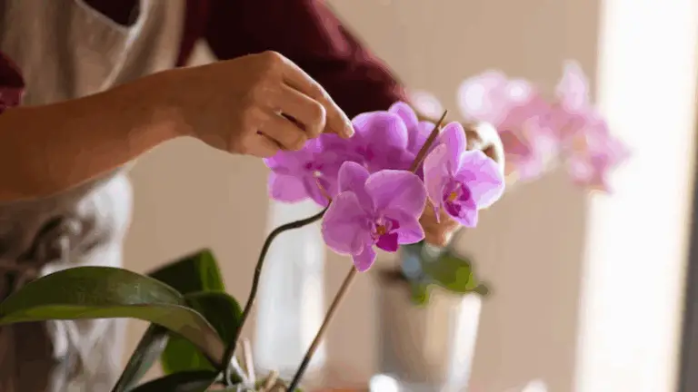 Secretos para Tener Una Orquídea Siempre En Flor 🌸✨