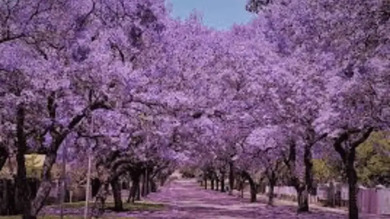 Majestuosos Jacarandás: Las Flores Moradas que Embellecen Nuestras Calles y Jardines 🌸🌳