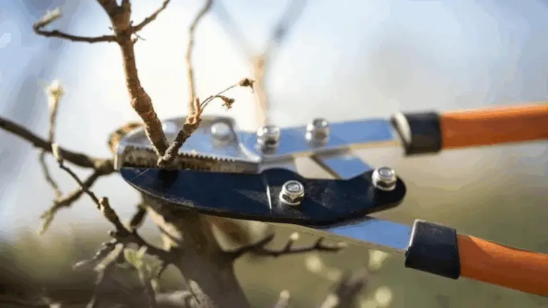 CÓMO Y CUÁNDO PODAR ÁRBOLES Y ARBUSTOS PARA UNA SALUD ÓPTIMA