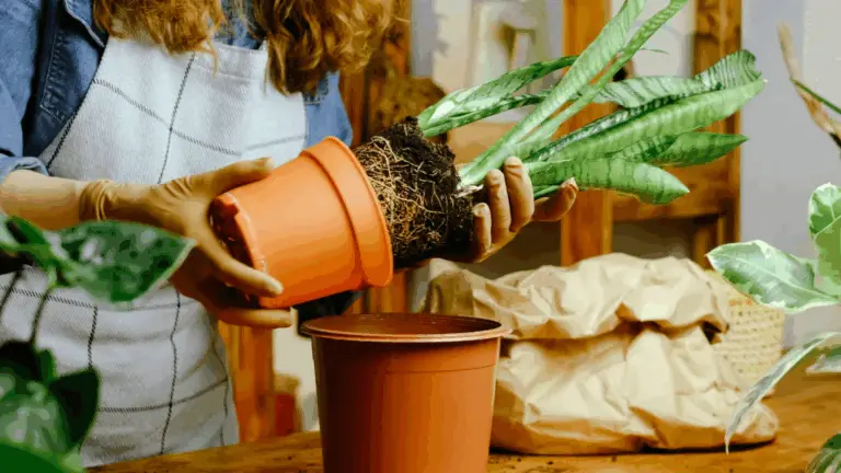 GUÍA VISUAL PARA CUIDAR TU PLANTA SERPIENTE: TODO LO QUE NECESITAS SABER