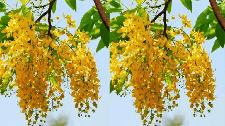 PLUIE D’OR : BEAUXÉ DORÉE DANS VUESTRO JARDÍN