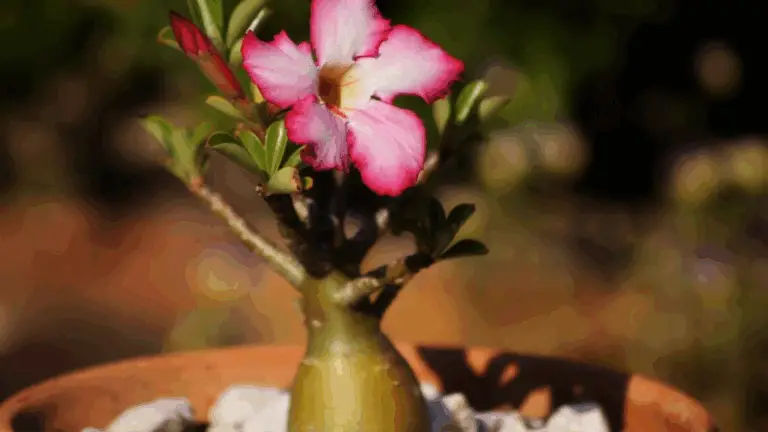GUÍA PRÁCTICA PARA CULTIVAR Y CUIDAR LA ROSA DEL DÉSERT (ADENIUM OBESUM)