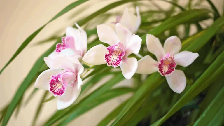 MAGNIFICO DESARROLLO DE ESTAS ORQUIDEAS CYMBIDIUM, ¡ENCIENDE EL ORGULLO POR TU JARDÍN!