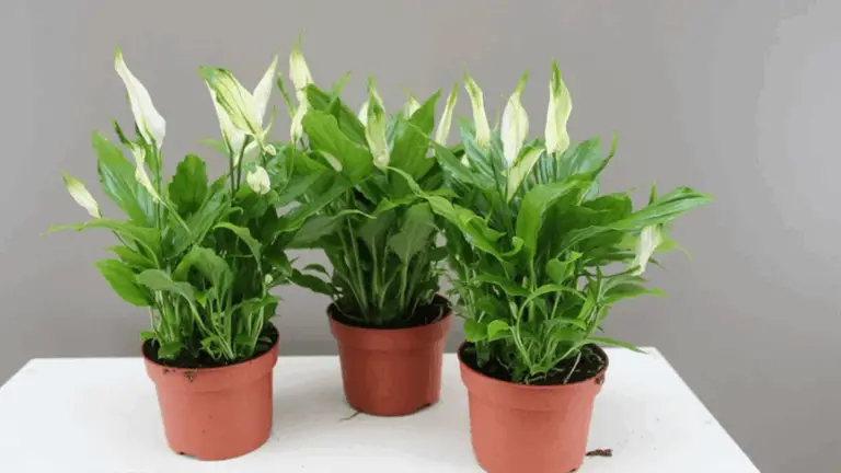 LIRIO DE LA PAZ (SPATHIPHYLLUM): GUÍA COMPLETA PARA CUIDAR ESTA PLANTA ELEGANTE Y PURIFICADORA