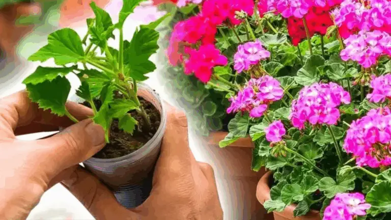 EL SECRETO PARA CONSEGUIR UNA INFINIDAD DE GERANIOS A PARTIR DE UNA SOLA RAMA, ¡Y SIN GASTAR UN SOLO CENTAVO!