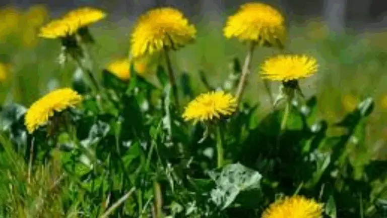 EL PODER OCULTO DEL DIENTE DE LEÓN: LA MARAVILLA SENCILLA DE LA NATURALEZA