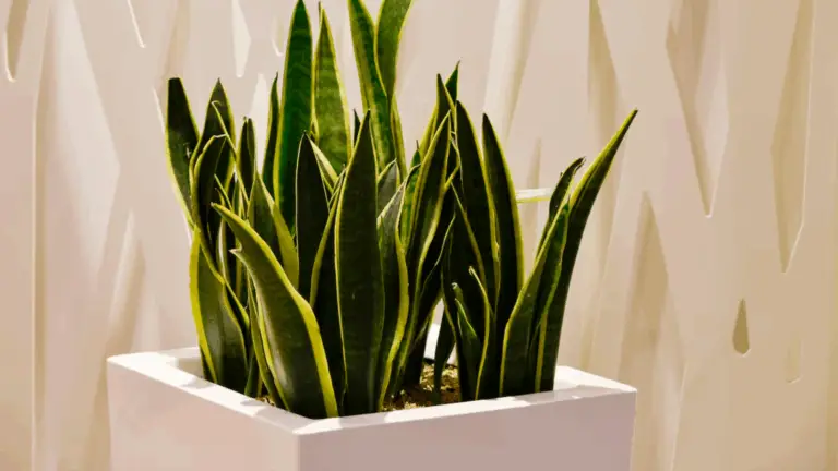 ¡Descubre la Sansevieria: la planta resistente que purifica el aire y aporta estilo a tu hogar! 🌬️✨