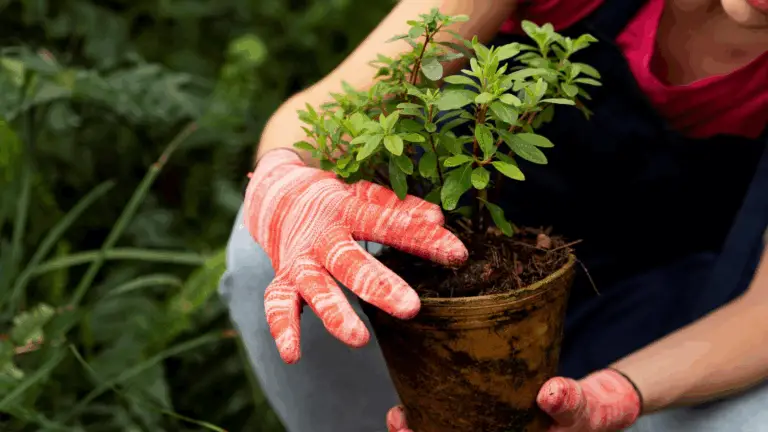 EL TRUCO DE LOS JARDINEROS PARA CONSEGUIR MENTA LUJURIOSA, VERDE Y DELICIOSAMENTE PERFUMADA