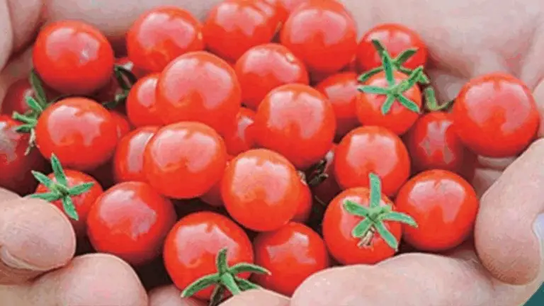 SECRETO ANCESTRAL PARA TOMATES GIGANTES, JUGOSOS Y LLENOS DE SABOR