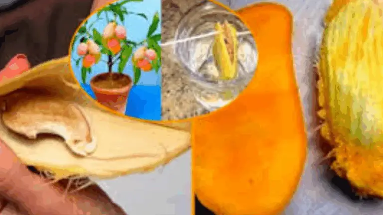 Preparación de la semilla: el primer paso para tu árbol de mango