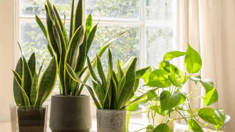 Descubre las Mejores Plantas para Purificar el Aire y Absorber la Calor en Tu Hogar o Oficina