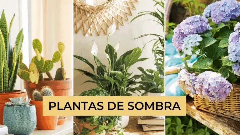 20 increíbles plantas cubre-sol para zonas de sombra