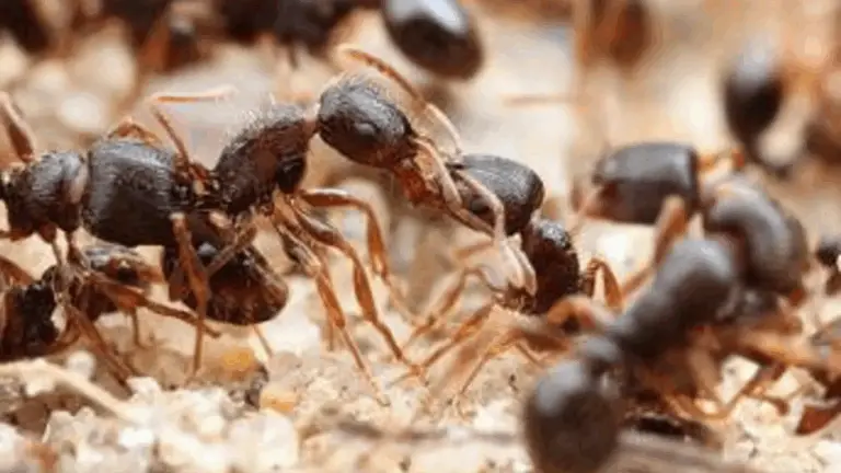 ¡Las hormigas están en movimiento! Cómo mantener a estas pequeñas invasoras alejadas de tu hogar