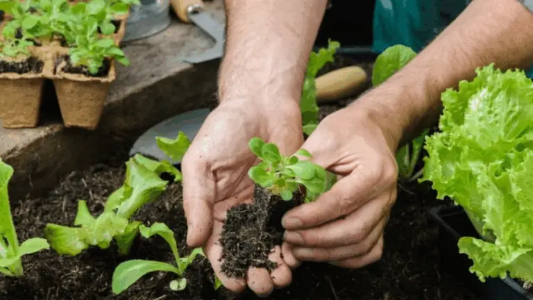 Consejos imprescindibles para un jardín de huerta ordenado y productivo con enrejados metálicos