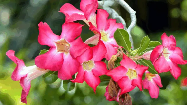 DESCUBRE LAS 3 COSAS QUE NO SABÍAS SOBRE LA FLORE DEL DESIERTO (ADENIUM)