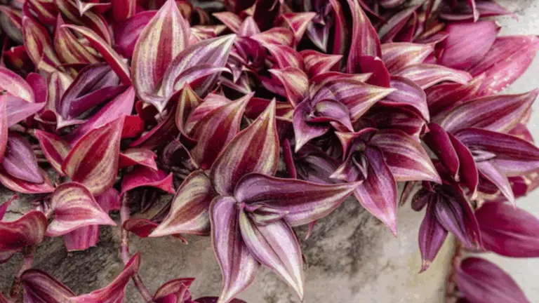 JUIF ERRANT (TRADESCANTIA ZEBRINA): UNA PLANTA DE INTERIOR IMPRESIONANTE CON RAYAS VIBRANTES