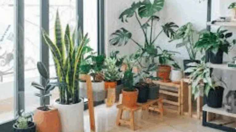PLANTAS DE INTERIOR QUE TE HARÁN ENAMORAR: ¡LUCE TU HOGAR CON VERDE Y ENCANTO!