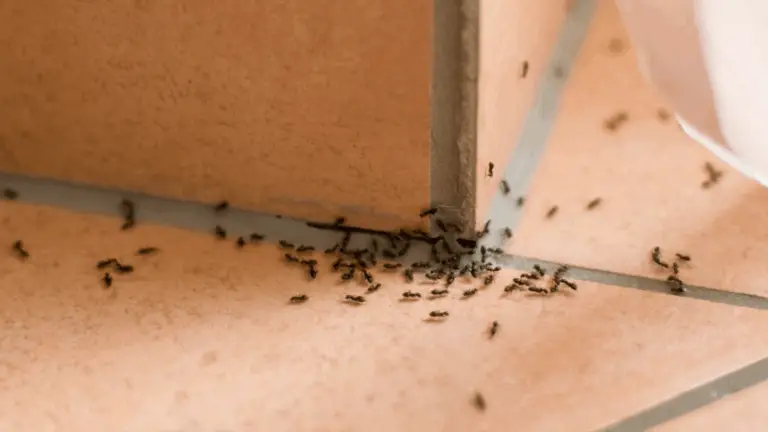 GUÍA RÁPIDA: ELIMINACIÓN NATURAL DE PULGAS, HORMIGAS Y CUCARACHAS