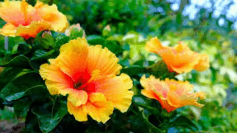 LAS FLORES DE HIBISCUS: UNA EXPLOSIÓN DE COLOR Y BELLEZA EN TU JARDÍN